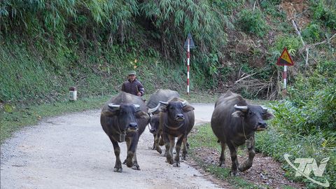 Chủ động phòng, chống rét cho đàn trâu, bò