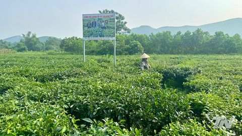 Nỗ lực để 70% diện tích chè được cấp mã số vùng trồng