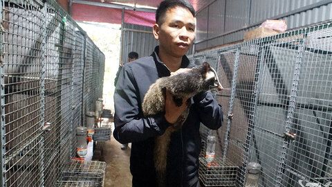 Hiệu quả bước đầu từ nuôi cầy vòi mốc ở Nghinh Tường