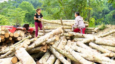 Rừng trồng đem lại thu nhập cao