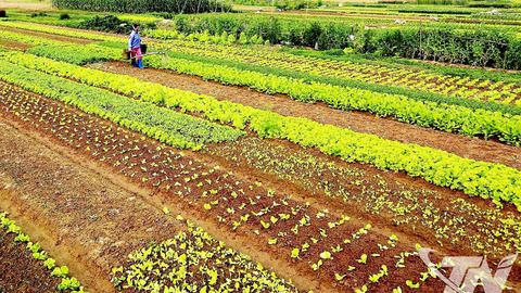 Đẩy mạnh sản xuất rau màu, bảo đảm nguồn cung dịp Tết