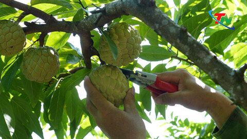 Khát vọng làm giàu từ cây na ở Đồng Mỏ