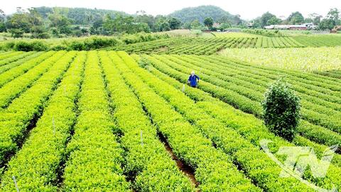 Hồi sinh đồng ruộng, mùa màng