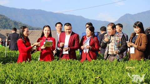 Sôi nổi Hội thi 'Bàn tay vàng chế biến chè' và 'Thưởng trà cùng người nổi tiếng' tại La Bằng