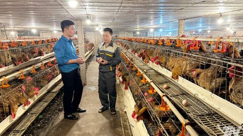 Khởi nghiệp 'xanh' trên đất Kha Sơn