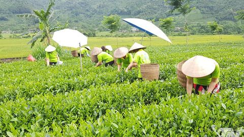 Thái Nguyên: Trồng mới, trồng lại trên 386ha chè