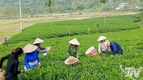 Sản lượng chè búp tươi đạt 285.000 tấn