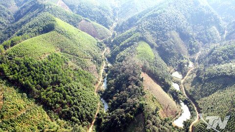 Kỳ vọng đột phá ngành chế biến gỗ