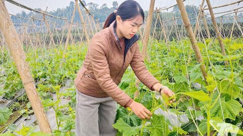 Hỗ trợ nâng cao chất lượng và tiêu thụ nông sản: Hiệu quả, thiết thực