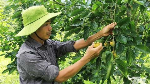 Gỡ khó phát triển cây hồng không hạt