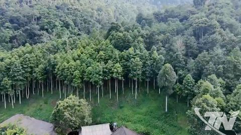 Thái Nguyên có trên 22.600ha rừng đạt chứng chỉ FSC