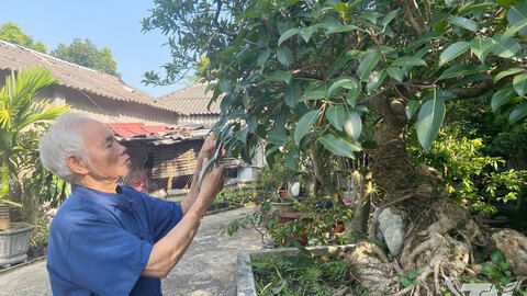 "Người khai sinh" Làng nghề sinh vật cảnh Gò Móc