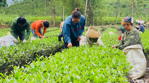 Xây dựng thương hiệu chè ở Văn Lăng