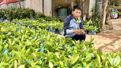 Phát triển rừng tạo sinh kế lâu dài