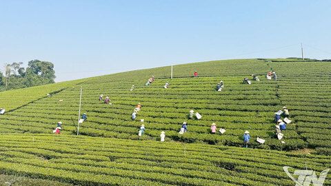 Tiềm năng du lịch trải nghiệm vùng chè