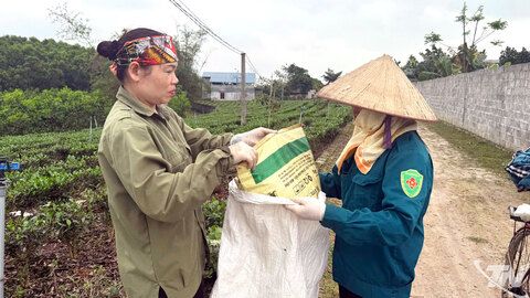 Thơm ngát chè xuân