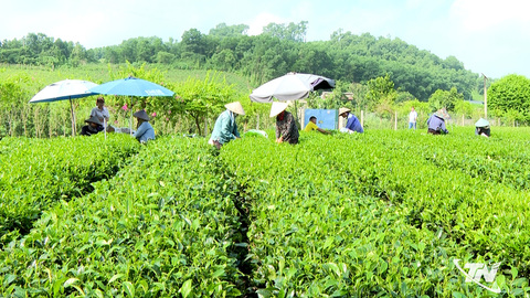 Giữ vững danh trà Trại Cài