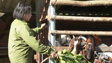 Mở hướng thoát nghèo từ chăn nuôi dê