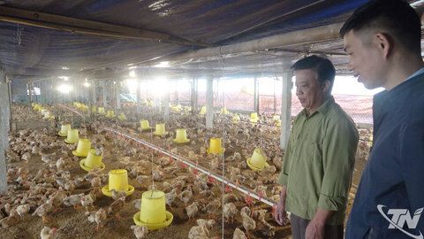 Tái đàn vật nuôi, ổn định sản xuất