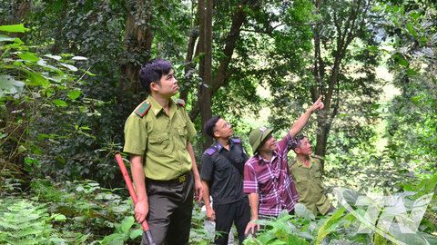 Thái Nguyên: Tăng cường quản lý, bảo vệ và phát triển rừng