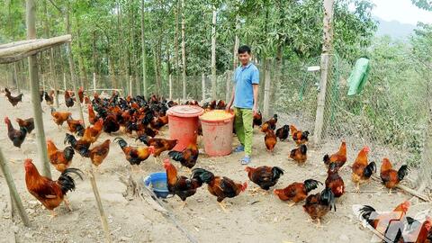 Dựng nghiệp trên núi Mạ Cao