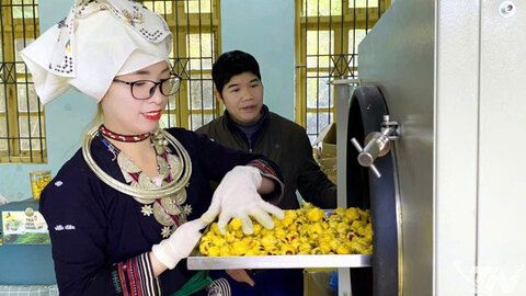 Hoa vàng nở giữa non xanh