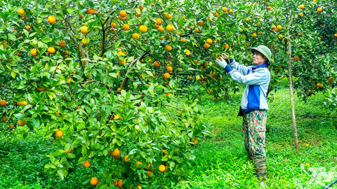 Tạo sinh kế bền vững ở vùng khó khăn