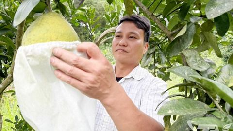 La Hiên: Chú trọng phát triển kinh tế từ cây có múi