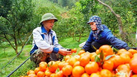 Nông sản sạch trên đất La Hiên