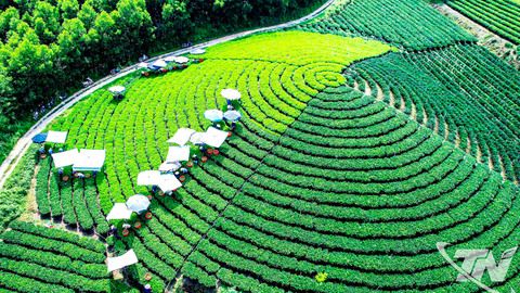 Bản hòa ca của trà, văn hóa và du lịch