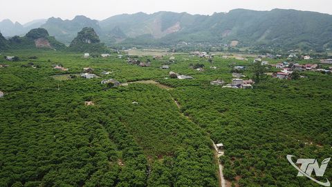 Đánh thức mùa na khác