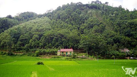 Nghĩa Tá phát huy hiệu quả kinh tế rừng