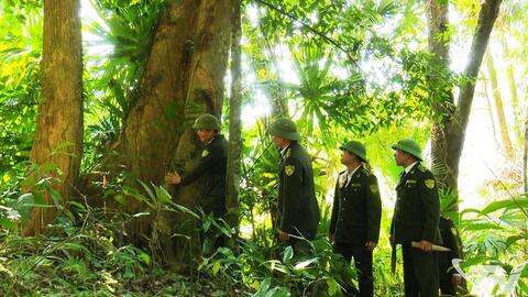 Giữ rừng, phát triển rừng bền vững