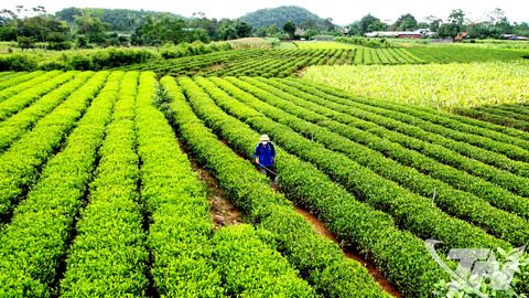 Bản lĩnh nông nghiệp trong gian khó