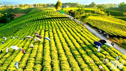 Nâng tầm giá trị sản phẩm chè