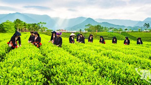 Mở lối di sản cho trà Thái