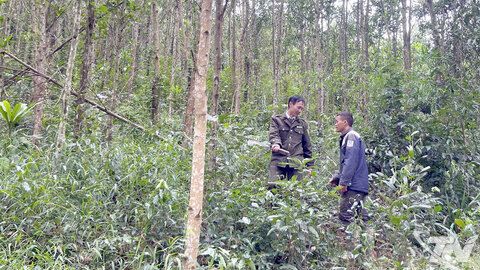 Phối hợp chặt chẽ để bảo vệ rừng