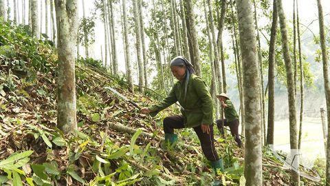Mỹ Vy giảm nghèo từ phát triển kinh tế rừng