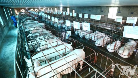 Chăn nuôi duy trì ổn định, chủ động kiểm soát dịch bệnh