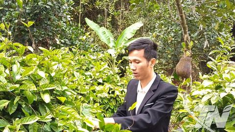 'Bám đất, bám rừng'” phát triển cây dược liệu