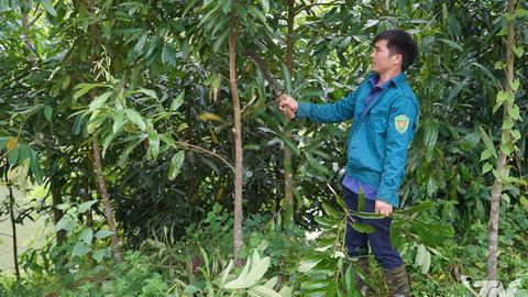 Xã Lam Vỹ phát triển diện tích trồng quế