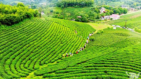 Hương chè thơm ngát bốn mùa