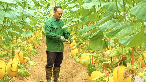 Những đảng viên tiên phong phát triển kinh tế ở vùng cao