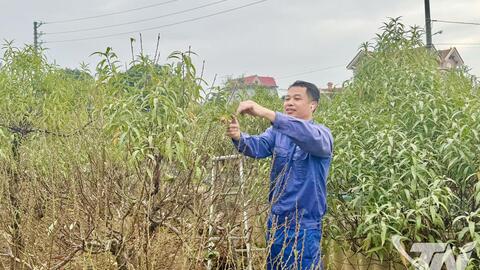 Đào Cam Giá hồi sinh đón Tết