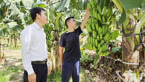 Chuối tiêu hồng phủ xanh vườn đồi Quân Chu