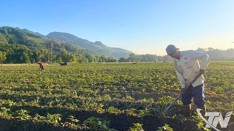 Chủ động để giành thắng lợi vụ xuân