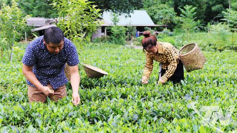 Vô Tranh vào vụ chè đông đón Tết