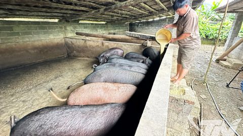 Phát triển chăn nuôi - hướng đi hiệu quả ở Cao Minh