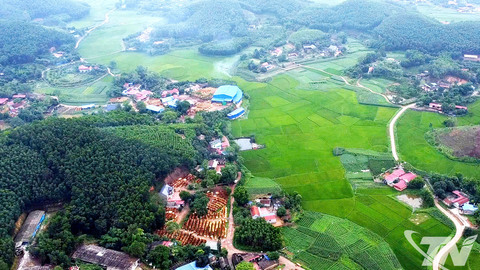 Xanh mãi những cánh rừng