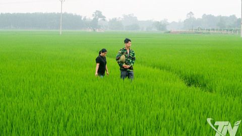 Thái Nguyên gieo cấy hơn 19.000ha lúa chất lượng cao